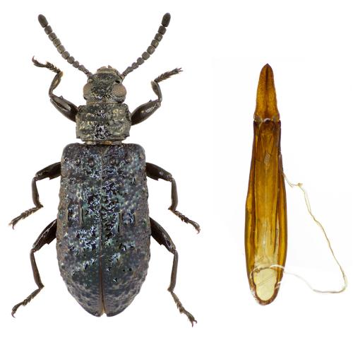 Réf. 341 198 : Phymatestes sp.